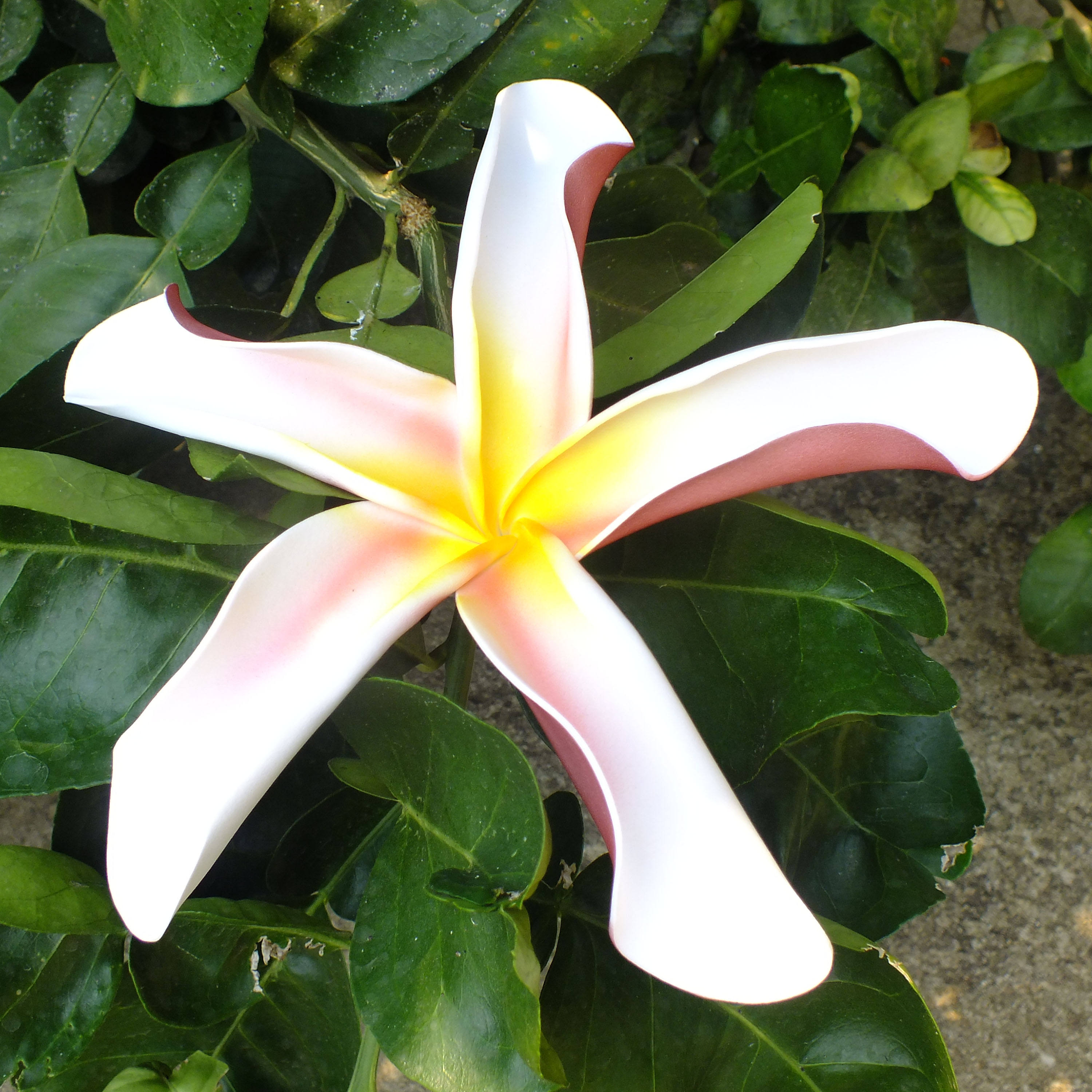 ดอกไม้ #1