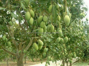 QUEEN <span class=keywords><strong>OF</strong></span> TROPICAL FRUIT: IQF, Produk HOT Manggo FROZEN dengan Harga Terbaik