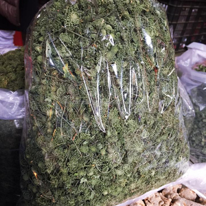 -Panax ginseng pseudoginseng, alta calidad, el mejor precio, vacaciones - Product Image 5