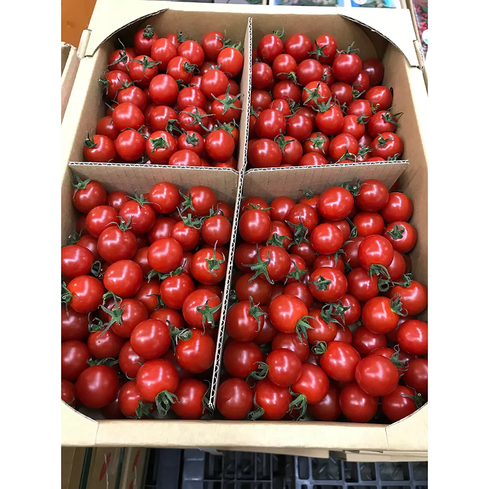최고 품질 신선한 레드 체리 토마토 높은 품질 판매