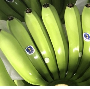 Banane bébé biologique fraîche du Vietnam Grade une saison de haute qualité 2024 - Product Image 2