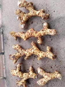 Galangal root, calidad superior, para cocinar - Product Image 4