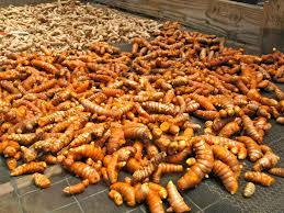 <b>FRESH</b> TURMERIC /turmeric powder/turmeric finger from Viet Nam - Product Image 6