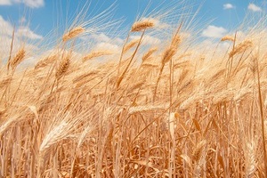 มักกะโรนี อีลิโคไดลี 500 กรัม ข้าวสาลีเต็มเมล็ด ออร์แกนิค จูเซปเป แวร์ดี ซีเล็คชั่น GVERDI พาสต้าอิตาเลียน - Product Image 2