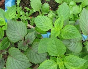 แห้ง SHISO-แห้ง PERILLA - Product Image 5