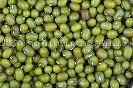 Proteína de Frijol Mungo Verde Seca a Granel de Alta Calidad OEM - Product Image 2
