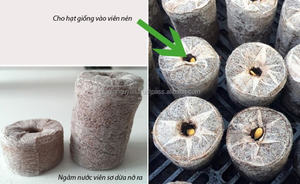 De coco de coco PELLETS/ COIR PITH/Red de coco PELLETS - Product Image 3