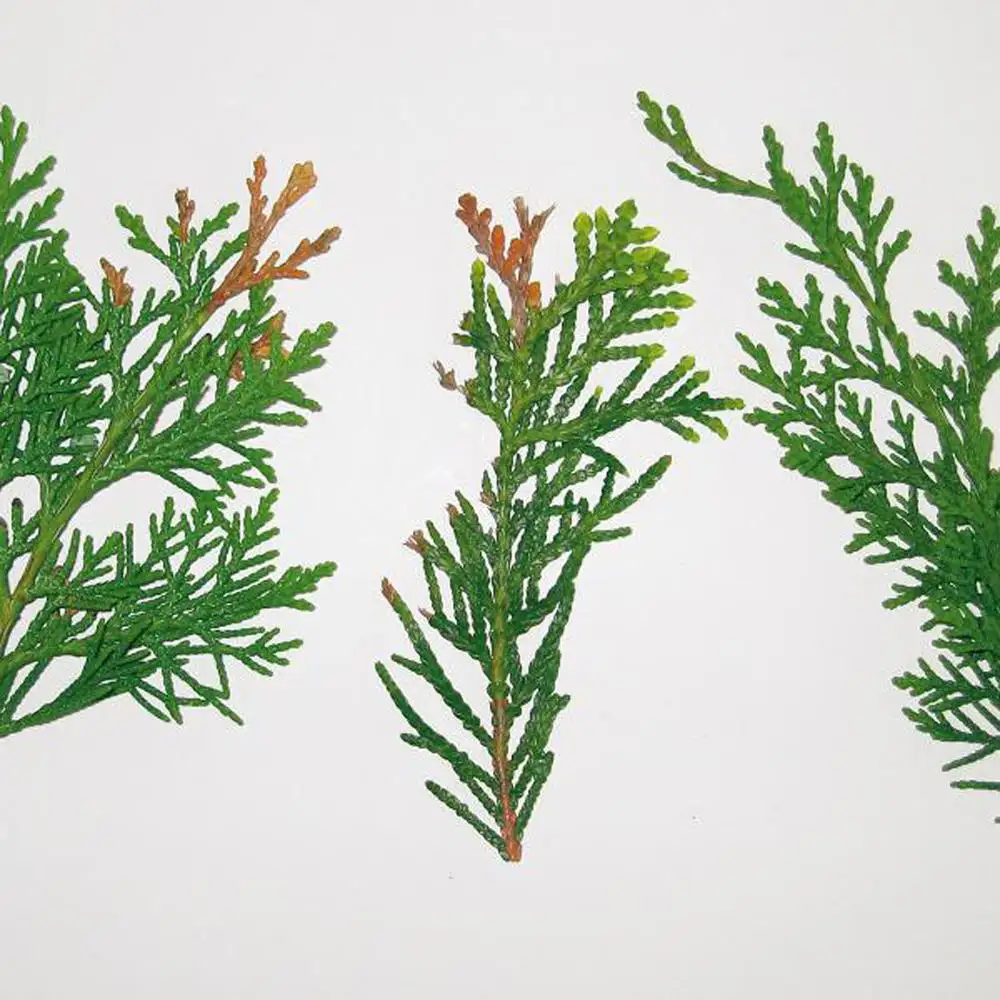 Tinh Dầu Thuja Chất Lượng Tuyệt Vời Nhà Sản Xuất Lá Tuyết Tùng Chất Lượng Cao Bán Buôn Với Loại Mỹ Phẩm