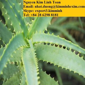 Feuilles d'aloe VERA, 1 pièce - Product Image 6