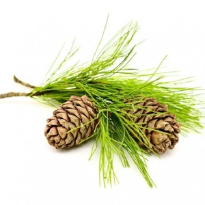 Huile Essentielle Pure de Cèdre et d'Arbre à Thé de Qualité Cosmétique Certifiée GMP Inde Prix de Gros en Vrac Échantillon Gratuit Services de Livraison Rapide - Product Image 2