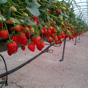 ถุงปลูกพืชแบบไฮโดรโปนิกส์ กาลูกุ ทำจากใยมะพร้าวและปุ๋ยอินทรีย์ชนิดชิป ขนาด 16.5 ลิตร สำหรับปลูกพืช LK - Product Image 5