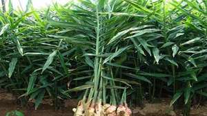 MEJOR VENTA DE JENGIBRE FRESCO DE VIETNAM - Product Image 4