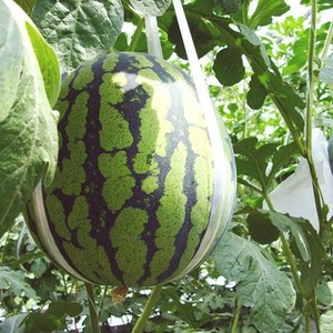 SANDÍA ROJA FRESCA Y DE ALTA CALIDAD CONGELADA DE VIETNAM/Sra. Min Whatsapp + 84 327 524 535 - Product Image 4