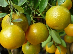 Fruta Cítrica Seca de Vietnam / Calamansi Seco en Caja, Alta Calidad - Product Image 3