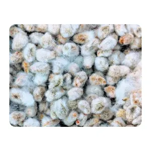 Bulk Supply Cotton Seed