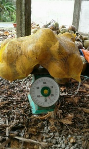 มะพร้าวแห้งขายส่งในเวียดนามราคาถูก - Product Image 4