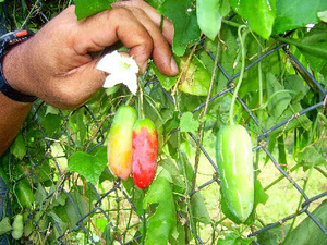 COCCINIA GRANDIS Hecho en Vietnam por VDELTA, 12 Meses de Duración, Marca Viet Delta - Product Image 3