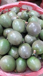 ราคาถูกสําหรับวันหยุดเสาวรสน - Product Image 2