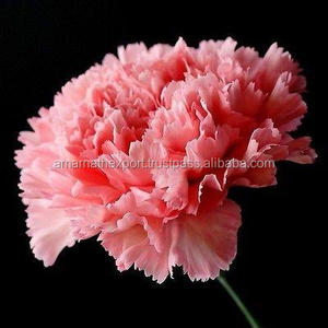 Aceite Absoluto Floral de Clavel 100% Puro al por Mayor, Aromaterapia Natural, Aceite Esencial Natural - Product Image 2