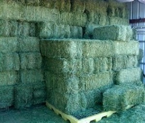 ราคาไม่แพงสีเขียว Alfalfa Hay/Hay Alfalfa/อาหารสัตว์ - Product Image 1