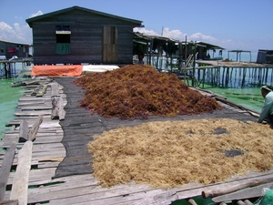 Mousse de mer séchée de haute qualité Eucheuma Cottonii & Spinosum Seaweed- Premium Grade, prix d'usine compétitif-M. Pierre Luu - Product Image 5