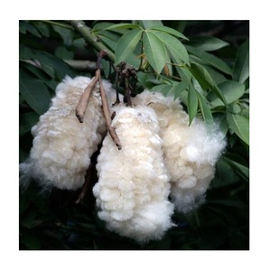 FIBRA DE KAPOK VIETNAMITA A UN PRECIO MUY ECONÓMICO - Product Image 1