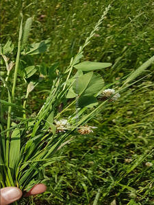 Pellets de Heno y Pasto Premium para Alimentación de Caballos, Ganado y Cerdos - Grado Alimenticio 12% Humedad Máx. Bolsas Grandes o Bolsas de 20 kg - Product Image 2