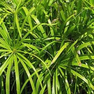 Huile essentielle biologique de Nagarmotha Cypriol Approvisionnement en vrac Huile aromatique naturelle non diluée OEM ODM Vente en gros d'usine - Product Image 2