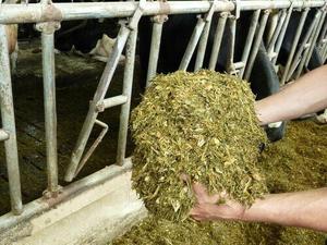 OFFRE SPÉCIALE VIETNAM MAÏS ENSILAGE 2021/Whatsapp - Product Image 3