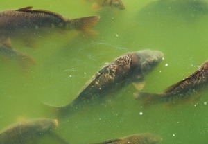Biocatalytique d'eau pour ferme de poissons, prévention de la Pollution de l'eau - Product Image 5