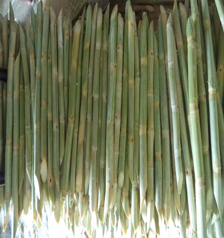 Замороженный сок сахарного тростника, высокоэнергетический напиток с хорошим запахом