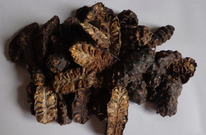 บริสุทธิ์แห้งโนนิผงสารสกัดจากผลไม้/Morinda Citrifolia 2021/ Ms วันหยุด - Product Image 5