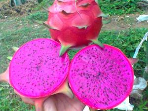 Fruit du dragon rouge frais / fruit du dragon du Vietnam Pitaya / Ms Holiday +84845639639 - Product Image 5