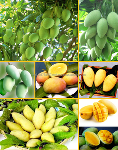 Harga Bagus 100% Mangga Segar Di Musim Ini