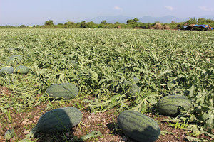 Délicieux fruits de pastèque, Offre Spéciale en 2021 - Product Image 2