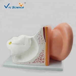 Modèle anatomique médical oreille humaine anatomie modèle fiant 5 fois modèle d'enseignement des sciences médicales - Product Image 3