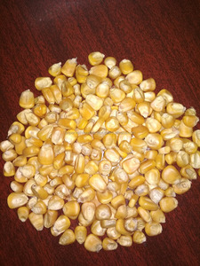 High Quality Yellow Corn for Animal <b>Feed</b> / Cow <b>Feed</b> - Product Image 6