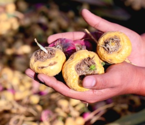 Reputado fabricante y proveedor de polvo de raíz de Maca peruano certificado por la UE - Product Image 4