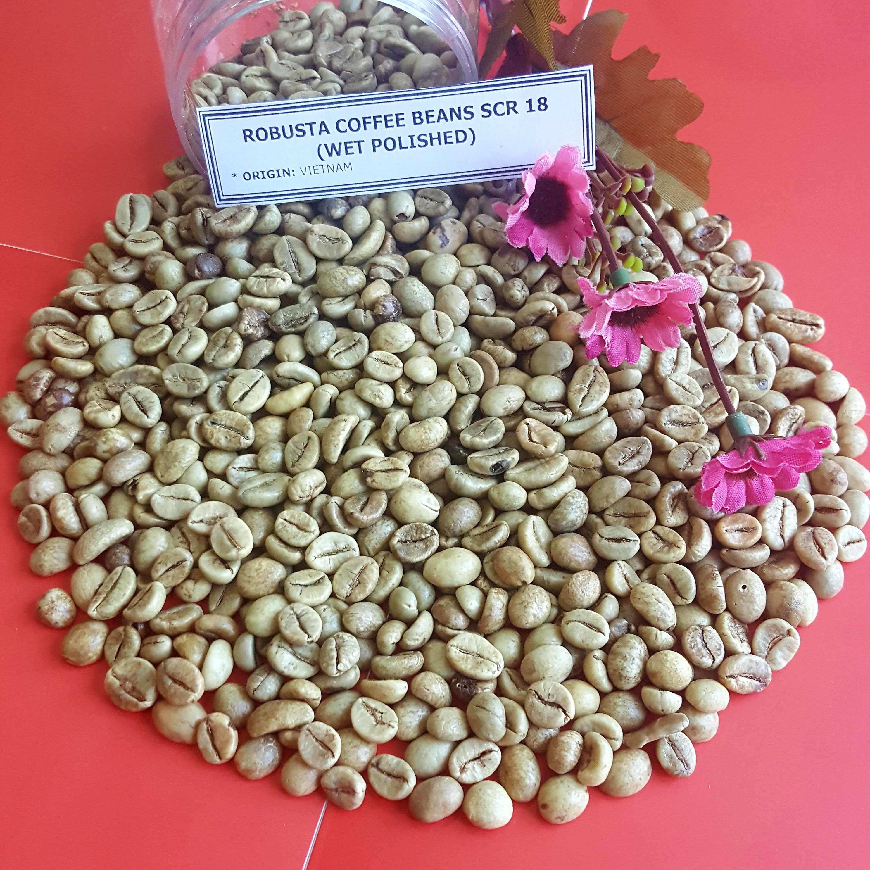 QUALITY ROBUSTA COFFEE BEAN SCR18 WASHED FROM VIETNAM