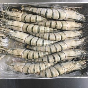Camarón Tigre gigante al por mayor de Vietnam, camarón tigre negro congelado, exportadores a precio asequible - Product Image 5