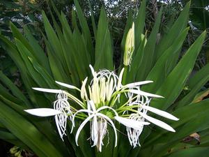 ดอกครินัมแห้งจากเวียดนาม คุณภาพสูง Crinum Latifolium ราคาดีที่สุดช่วงเทศกาล - Product Image 4