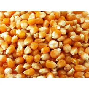 Белая/желтая кукуруза без ГМО хорошего качества 1 оптом