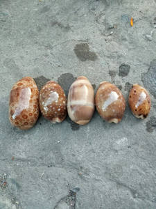 Vente en gros de coquillages d'ormeau Coquillage marin de haute qualité pour l'art et la décoration - Product Image 4