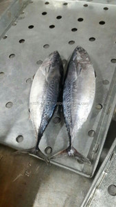 Bonito congelado atún WR_Auxis thazard - Product Image 6