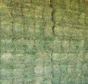Alfalfa hay with high protien for animal feeding - Product Image 3