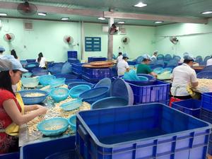 NOIX DE CAJOU ENTIÈREMENT BLANCHE/NOYAU DE CAJOU DU VIETNAM MEILLEUR PRIX Vente en gros pour l'exportation - Product Image 5