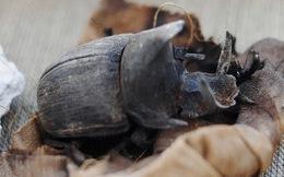 *ลดราคา* ปี 2019 ด้วงอ้อยแห้ง/ด้วงดอร์แห้ง/ด้วงค็อกเชฟเฟอร์แห้ง - Product Image 2