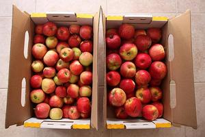 Manzanas Red Delicious de Primera Calidad en Paquete a Granel, Fruta de la Tierra, 8.5 kg con 2 Años de Duración, de Sudáfrica - Product Image 3