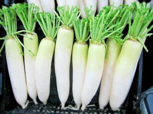 ข้อเสนอพิเศษหัวไชเท้าขาวสด - Daikon จากเวียดนามพร้อม newcorp และปริมาณมาก WHATSAPP +0084 845 639639 - Product Image 4