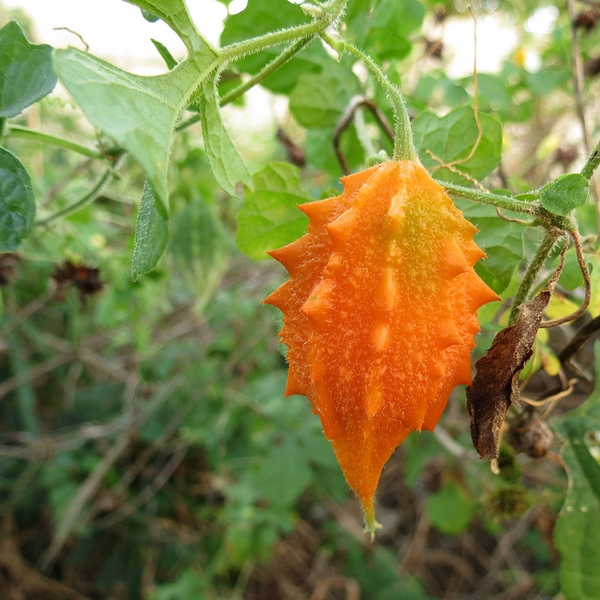 Momordica Charantia Fruit Powder - Herbal Extract for Health Care  Applications | Suitable for Various B2B Uses